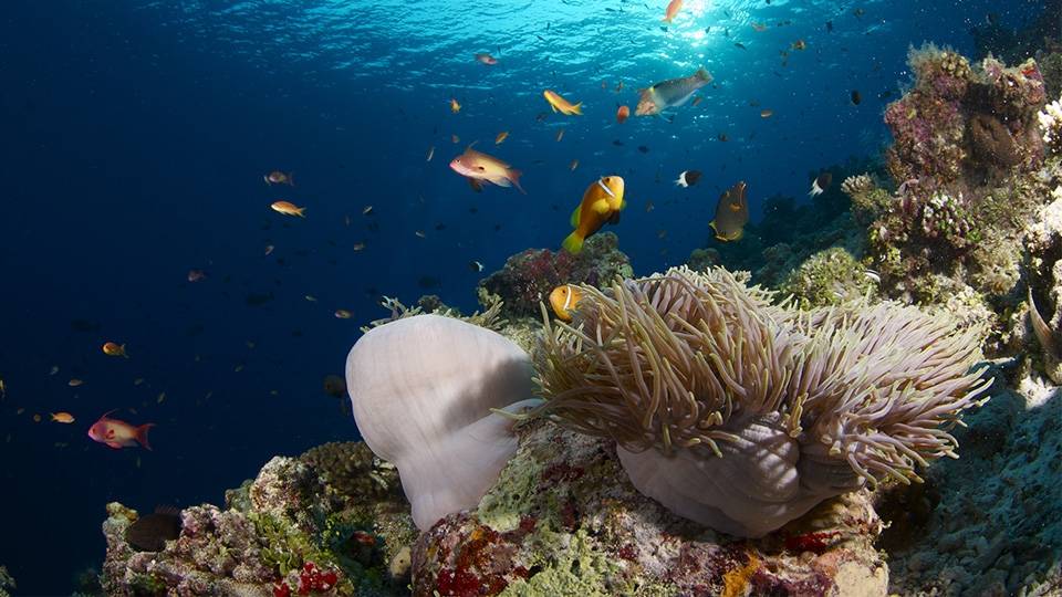 Maldives