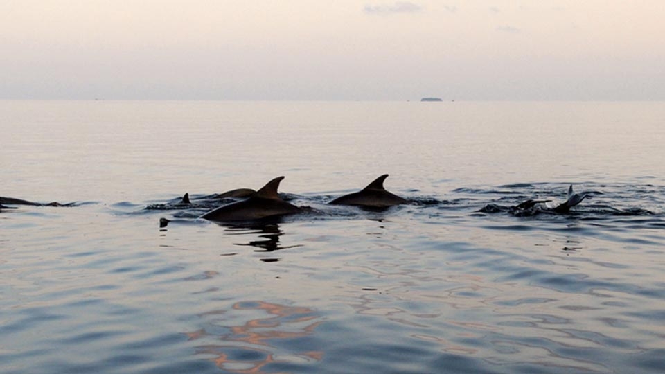 Croisières Snorkeling