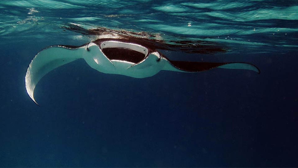 Croisières Snorkeling