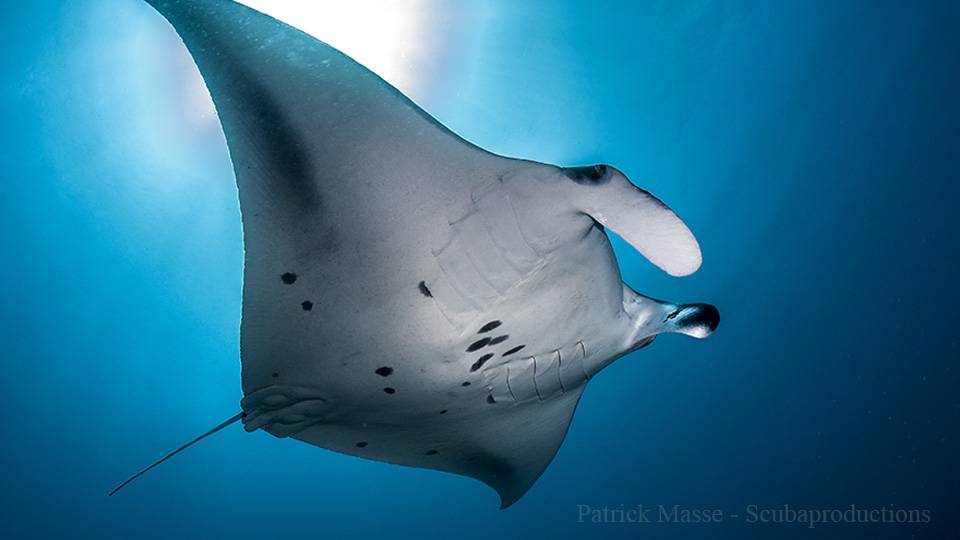Maldives