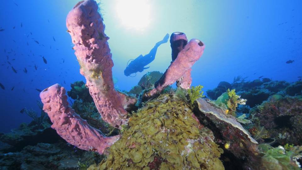 Bahamas
