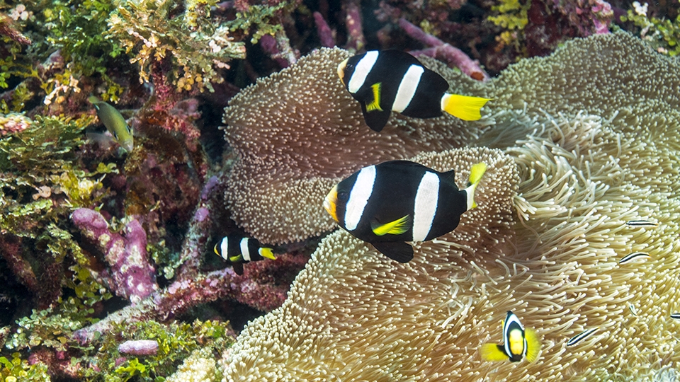 Croisières Snorkeling