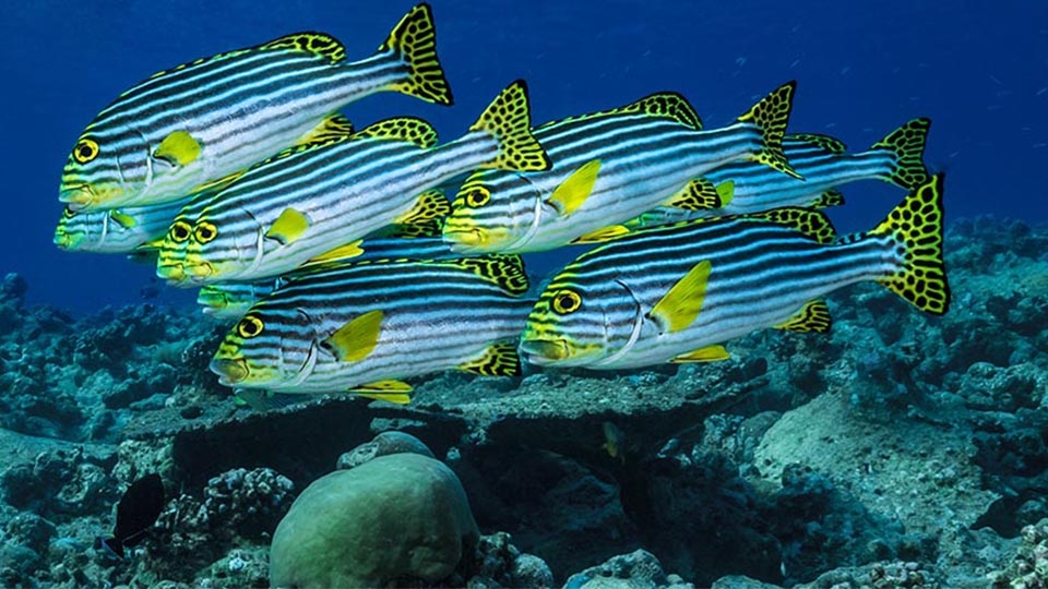 Croisières Snorkeling