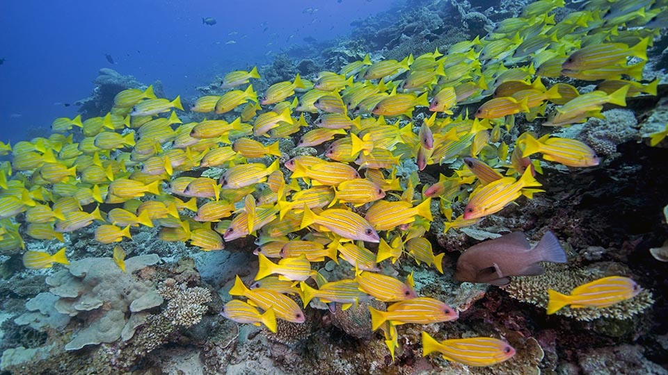 Croisières Snorkeling
