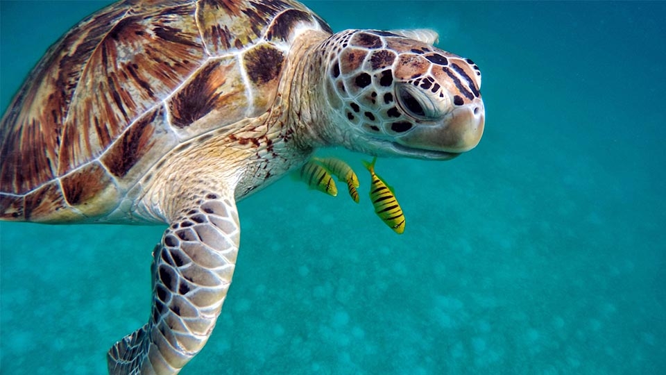 Croisières Snorkeling