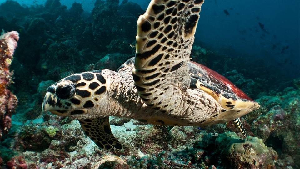 Maldives