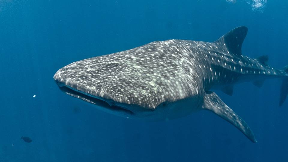 Maldives