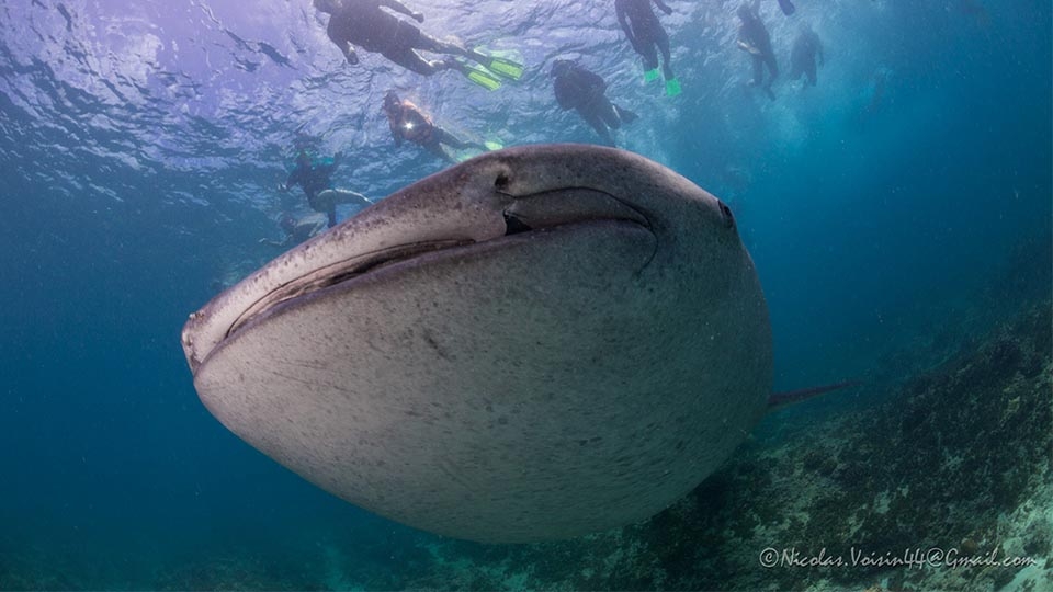 Croisières Snorkeling